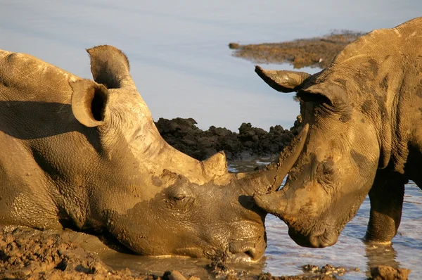 White rhino motherlove — Stock Photo, Image