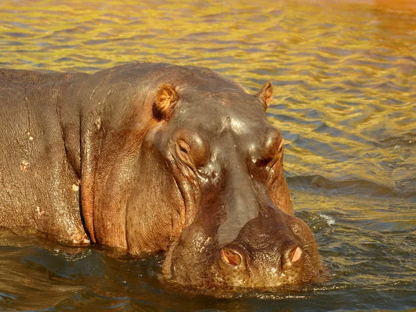 Nilpferd alte Männchen Kopf — Stockfoto