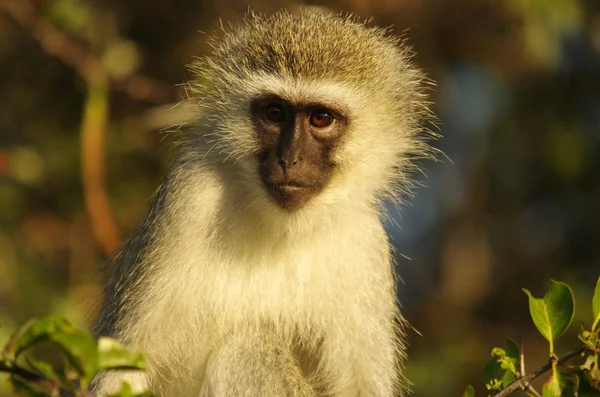 Singe vervet dans un arbre — Photo