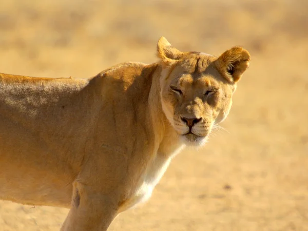 Lioness — Stock Photo, Image