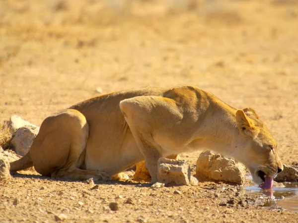Afrika hayvanları (yaban hayatı) — Stok fotoğraf