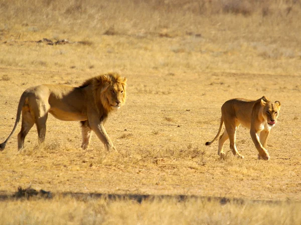 ライオンのカップル — ストック写真