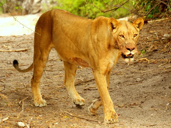 Animais africanos (vida selvagem ) — Fotografia de Stock