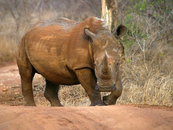 White rhino on dirt road — Stock Photo, Image