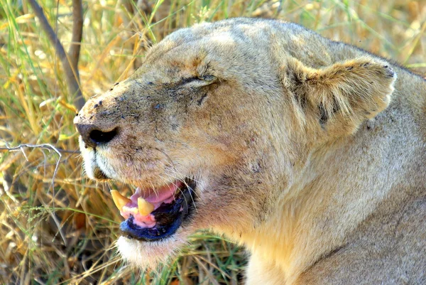 Testa di leone — Foto Stock