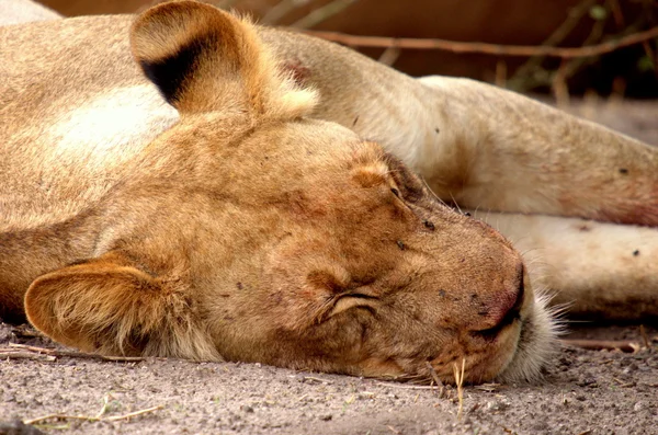 dişi aslan uyuyor