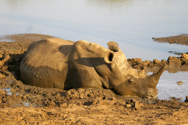 Afrikaanse dieren (dieren in het wild) — Stockfoto