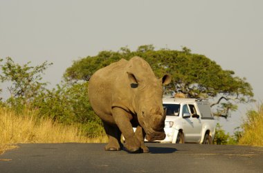 White rhino and white car clipart