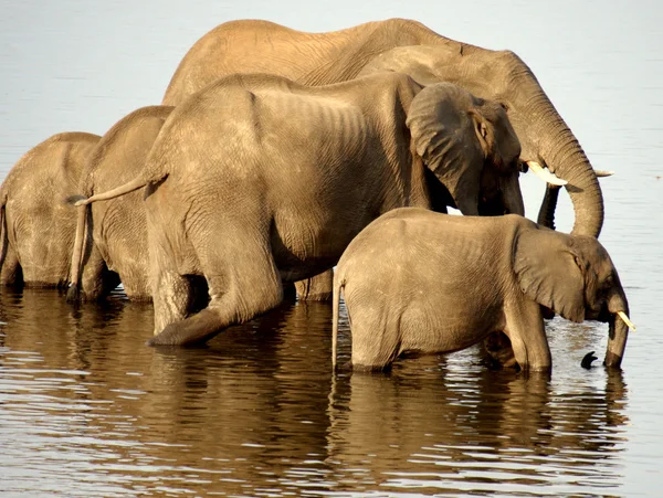 Afrikanische Tiere (Wildtiere)) — Stockfoto