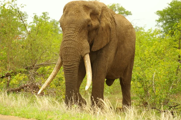 uzun dişleri ile fil boğa