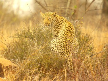 leopar kamuflaj