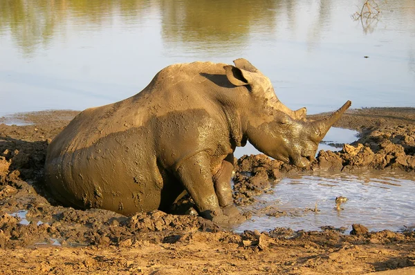 çamur banyosu olan beyaz rhino