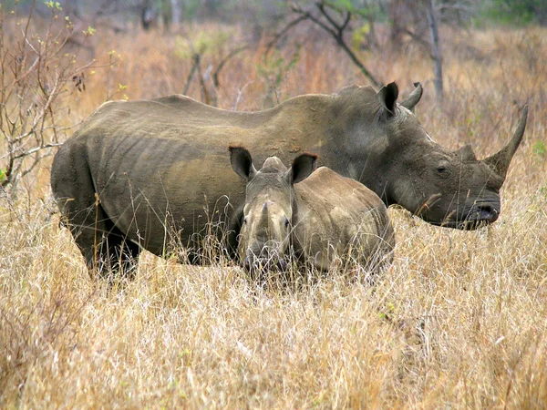 White rhino — Stock Photo, Image