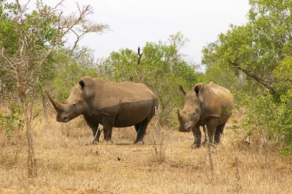 Buzağı ile beyaz rhino — Stok fotoğraf