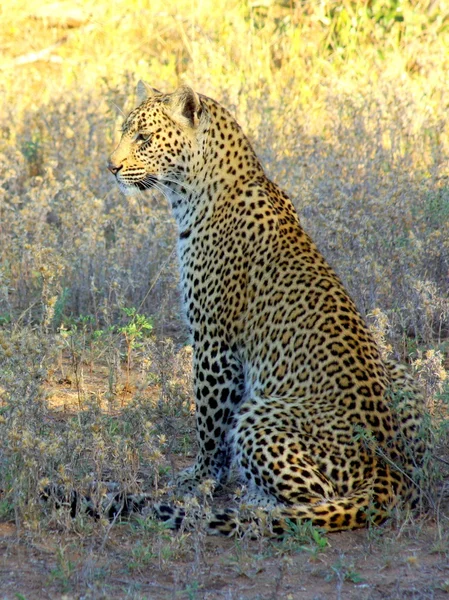 Leopard at riverside — Stock Photo, Image