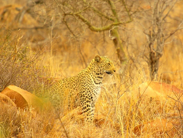 Leopard камуфляж — стокове фото