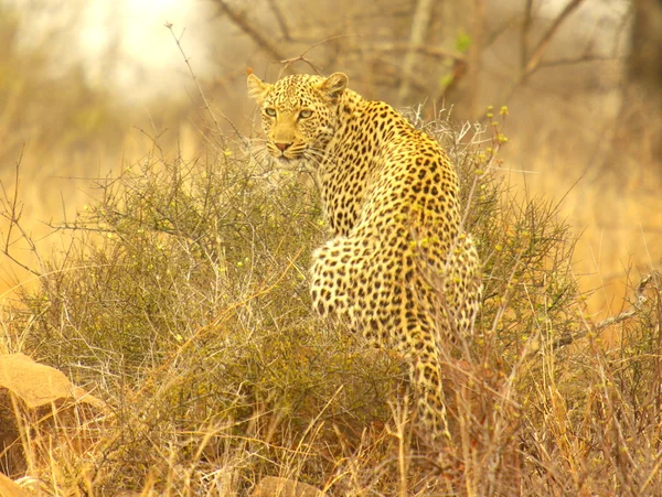 Camuffamento del leopardo — Foto Stock