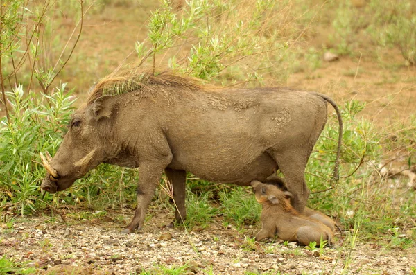 Warthog with piglets — Stock Photo, Image