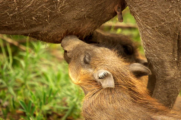 Warthog con maialini — Foto Stock
