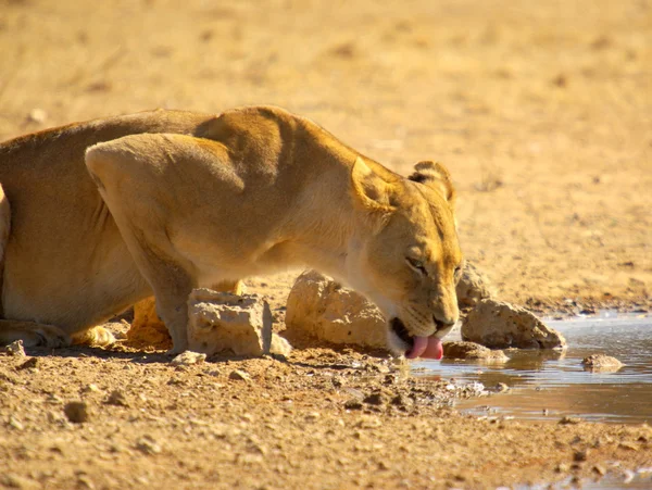 Leonessa a waterhole — Foto Stock