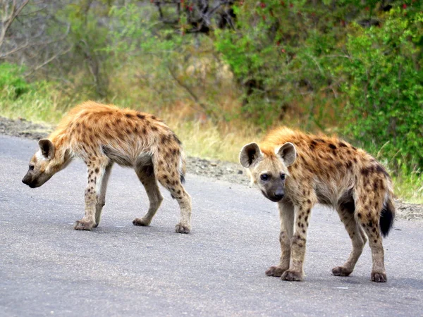 道路上的斑点的 hyaenas — 图库照片