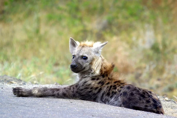 Benekli hyaena — Stok fotoğraf