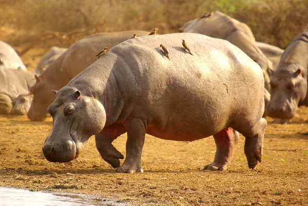 Nilpferd mit Ochsenziemer — Stockfoto