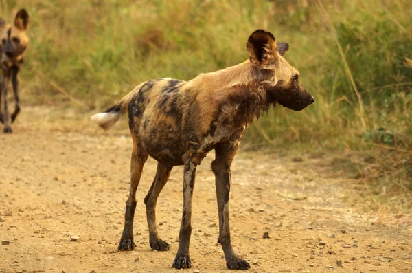 Painted dog — Stock Photo, Image