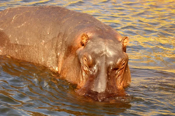 Nijlpaard man — Stockfoto