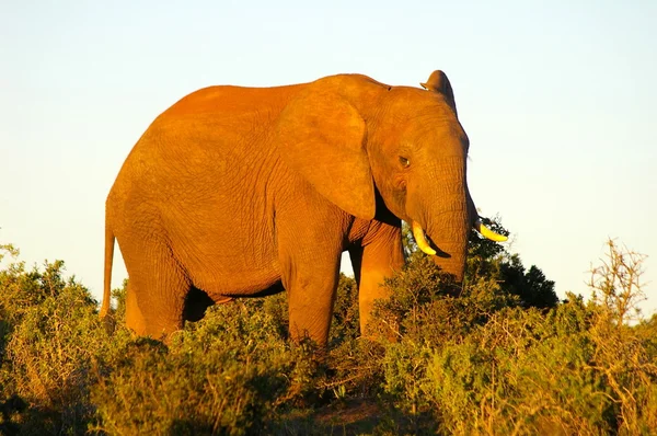 Elefante toro alimentándose en el sol de la tarde — Foto de Stock