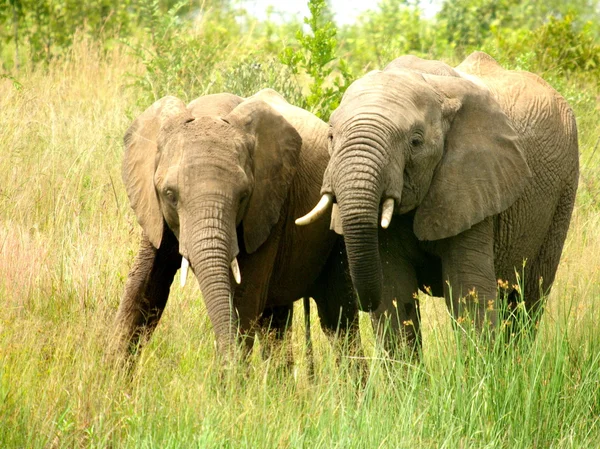 Elefantes interactuando — Foto de Stock