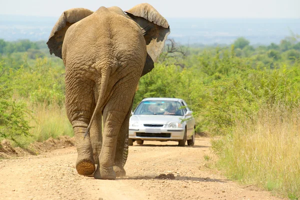 Elephant versus automobile — Stock Photo, Image