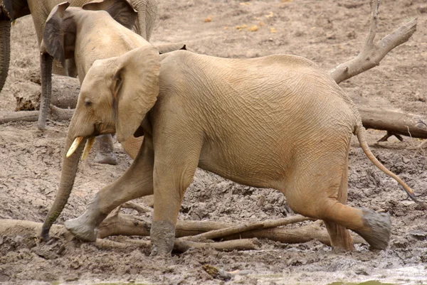 Elephant taking a mud bath — Stock Photo, Image