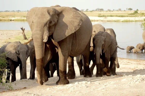 Afrikanska djur — Stockfoto