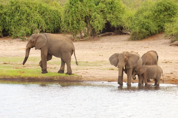 Elephants - african animals — Stock Photo, Image