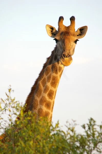 zürafa - Afrika hayvanları