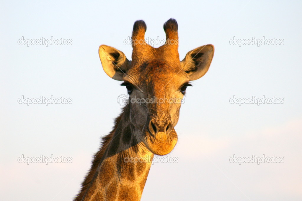 giraffe - african animals