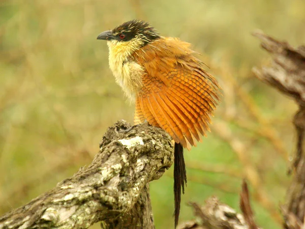 Burchells coucal - südafrikanische Vögel — Stockfoto