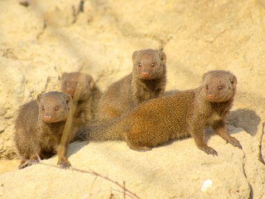 cüce mangooses - Afrika hayvanları