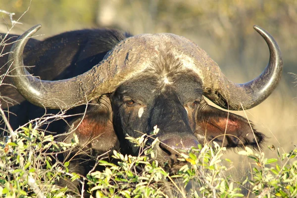 Buffalo boğa - Afrika hayvanları
