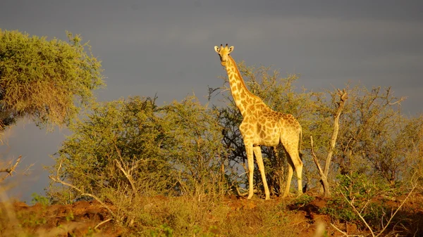 Giraffe - african animals — Stock Photo, Image