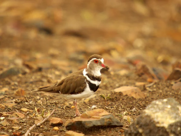 Plover - southern african birds — Stock Photo, Image