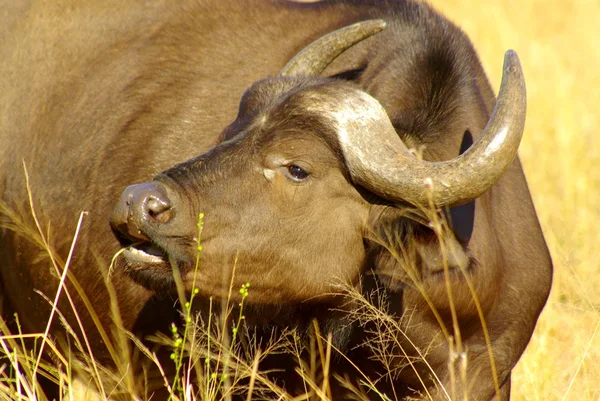 Buffalo cow - african animals — Stock Photo, Image