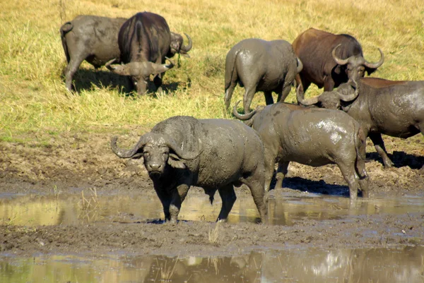 Bufali - animali africani — Foto Stock