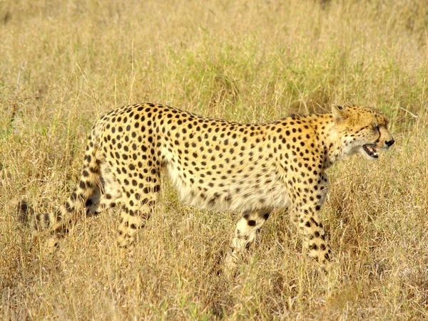 Gepárd - afrikai állatok — Stock Fotó