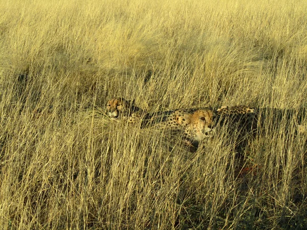 Cheetahs in the grass - african animals — Stock Photo, Image