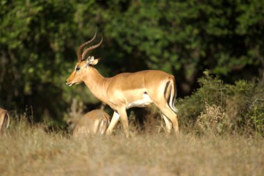Impala erkek - Afrika hayvanları