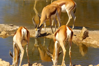 ziyarette200 - Afrika hayvanları springbocks