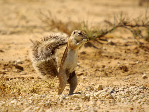 Écureuil terrestre - animaux africains — Photo