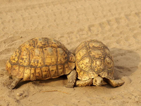 leopar kaplumbağa - Afrika hayvanları